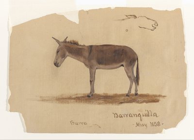 Un burro, Baranquilla, Colombia de Frederic Edwin Church